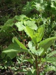 Plante inconnue 002_rs.jpg