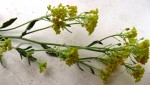 Fleur jaune1.jpg