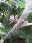 10 x 12 PARASITES LUPINS 3.jpg