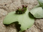 chenille
