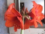 jardin 038.jpg