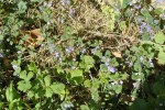 Inconnue bleue 1.JPG