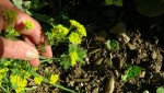 Fleur jaune main1.jpg