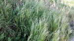 POACEE A IDENTIFIER A3 HOULQUE LAINEUSE ,.JPG