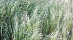 POACEE A IDENTIFIER A4 HOULQUE LAINEUSE.JPG