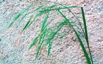 brome strérile 2.JPG