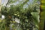 tomates60. 5.14-3.JPG
