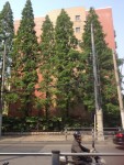 arbre en entier.jpg