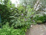 P1010815 bis.jpg
