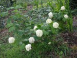 Première floraison pour cette viorne obier