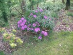 un rhodo, un pieris et un paniculata à la feuillaison encore timide