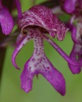IMGP3583R (512x640).jpg