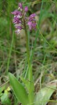 IMGP3640R (348x640).jpg