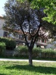 J'ai plusieurs photos de plantes végétales mais je ne connais pas leurs noms, pouvez-vous m'aider ? Merci d'avance :)<br />Quel est le nom de cet arbre ?
