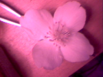 fleure seule