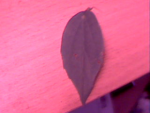 feuille seule