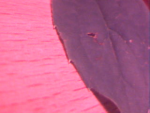 détail feuille