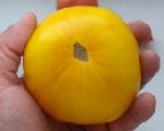 tasmanian blushing yellow