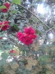 IMG_0695.JPG