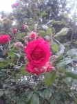 IMG_0696.JPG