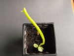 pitaya