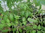 tomates au 29 04 14.JPG
