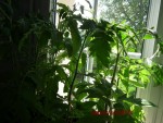 Tomates au 05 05 14.jpg