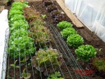 Petits échantillons de salades.JPG
