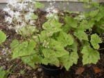 Heucherella appalachian trail. Elle a un port retombant. J'édite : en fait c'est tiarella appalachian trail