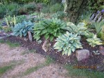 hostas en bonne forme.jpg