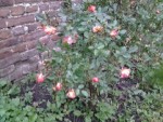 Rosier buisson qui commence à fleurir