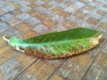 Feuille 1