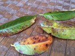 Feuilles 2