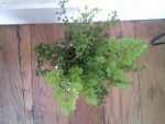 Pic_0515_095.jpg