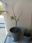 kumquat 1.jpg