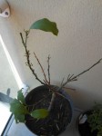 kumquat 3.jpg