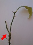 kumquat 4.JPG