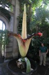 ma plus belle plante d'inérieur.jpg