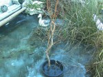 -13°  JANV 2012.JPG