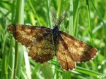 DSC07203.jpg