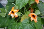 exemple de fleur décolorée sur le tumbergia