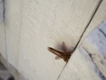 insecte 2-IMG_5030.jpg