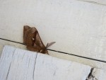 insecte IMG_5036.jpg