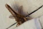 Insect Detaille.jpg