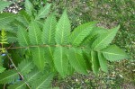les feuilles sont regroupées par paires (7 ou 8)