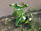 VoilÃ  une photo, et encore j'ai coupÃ© plusieurs feuilles parceque c'etait pire! <br />Merci beaucoup de m'aider, je n'y connait pas grand chose en fleur mais pourtant j'adore Ã§a.