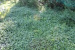 couvre sol vinca minor2.jpg