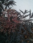 plantes1.jpg
