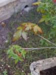 Aperçu d'une branche atteinte, avec anciennes et nouvelles feuilles