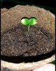 Screenshot_2014-05-19-20-36-55.png